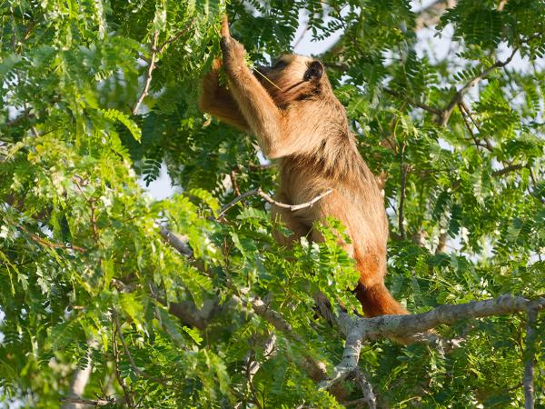 Zwarte brulaap (Alouatta caraya)